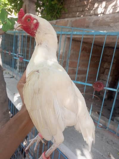 heera top quality