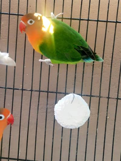 BREEDER LOVEBRID FISHER AVAILABLE