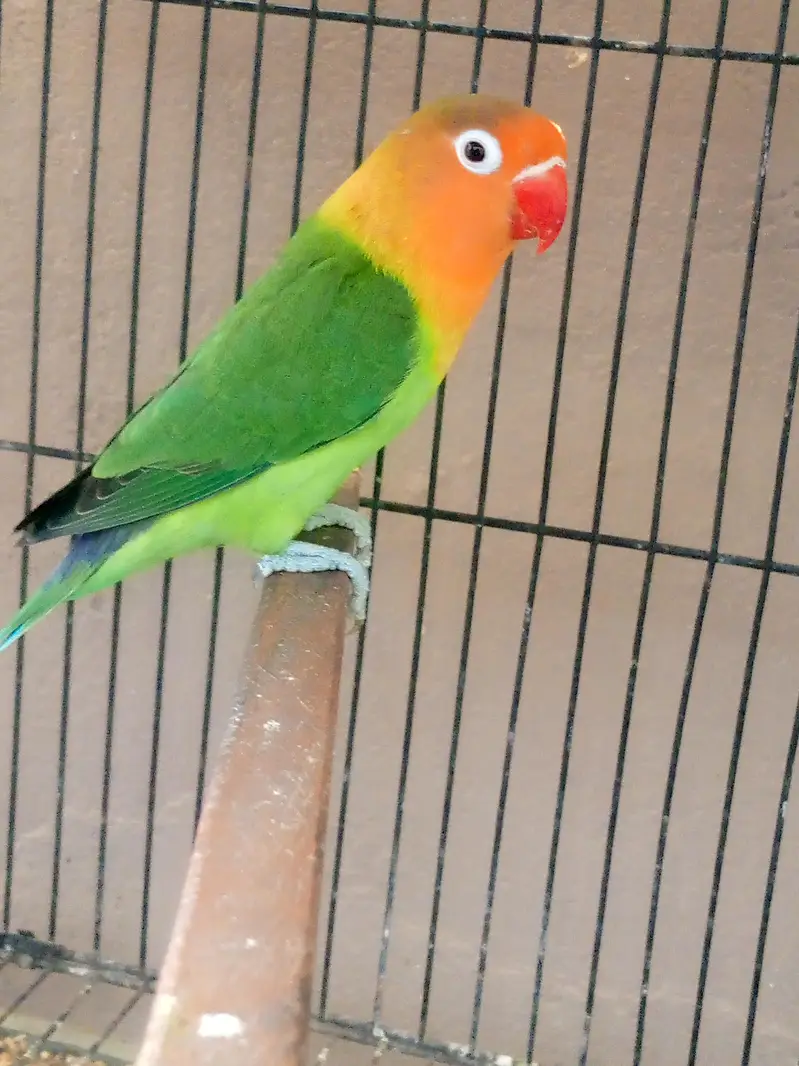 BREEDER LOVEBRID FISHER AVAILABLE — photo 2