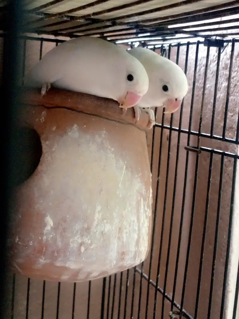 BREEDER LOVEBRID FISHER AVAILABLE — photo 3