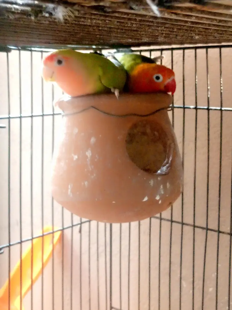 BREEDER LOVEBRID FISHER AVAILABLE — photo 4