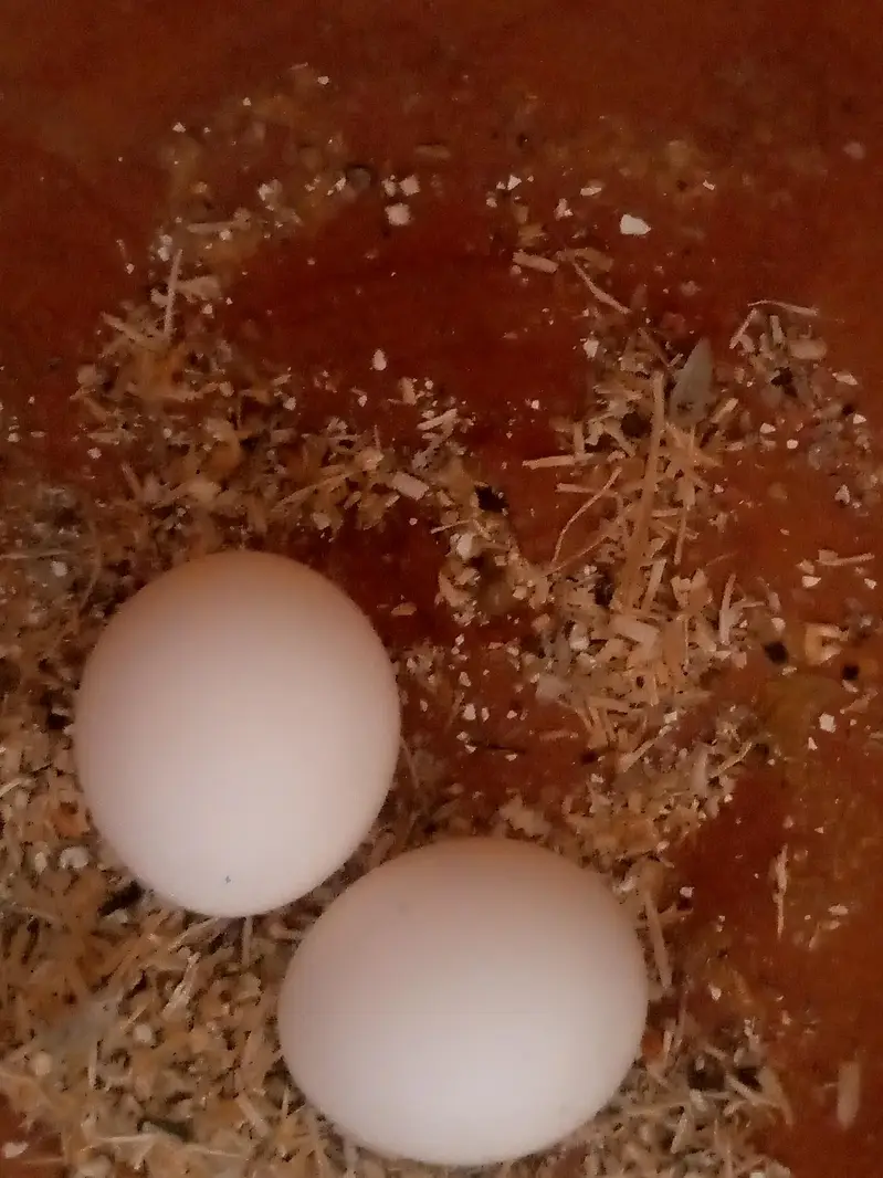 BREEDER LOVEBRID FISHER AVAILABLE — photo 5