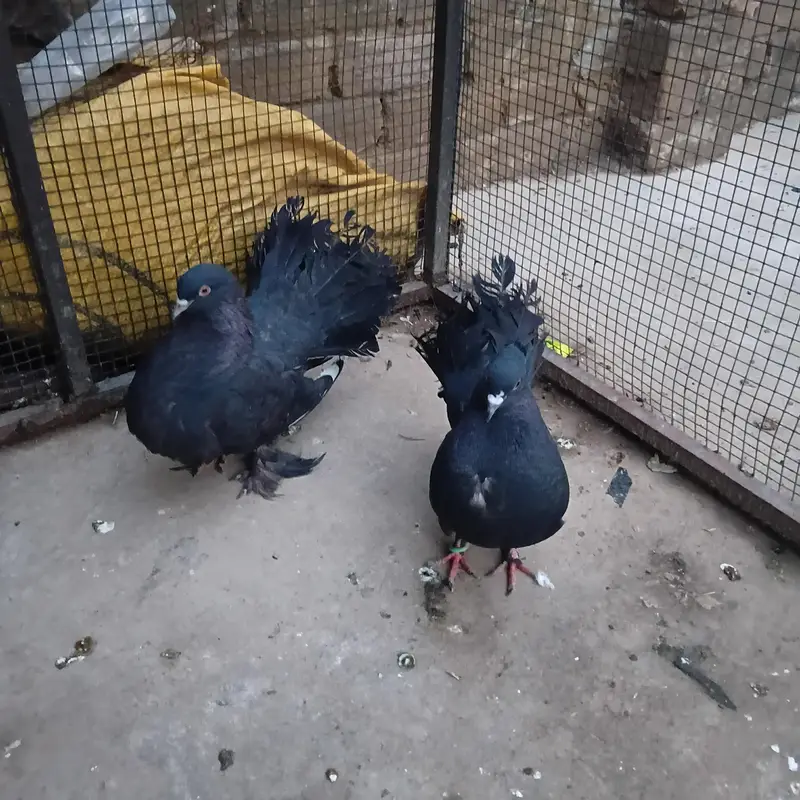 lucky pegon ager exchange charna ho to aseel murgaky ma چینج ho gy ga — photo 2