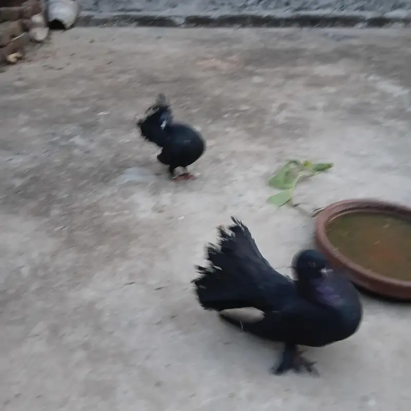 lucky pegon ager exchange charna ho to aseel murgaky ma چینج ho gy ga — photo 3