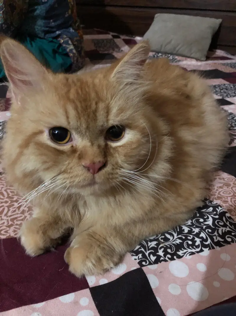cat for adoption — photo 4