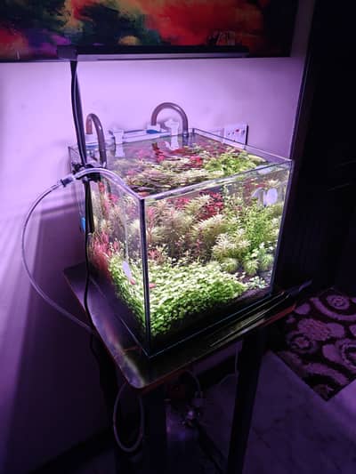 Planted Tank