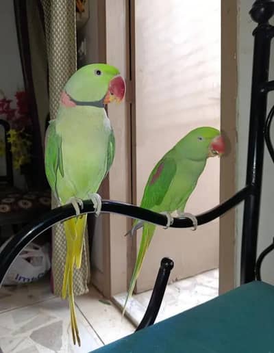 Kashmiri raw parrot single and pear available