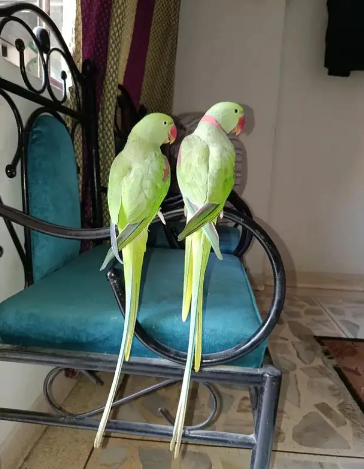 Kashmiri raw parrot single and pear available — photo 3