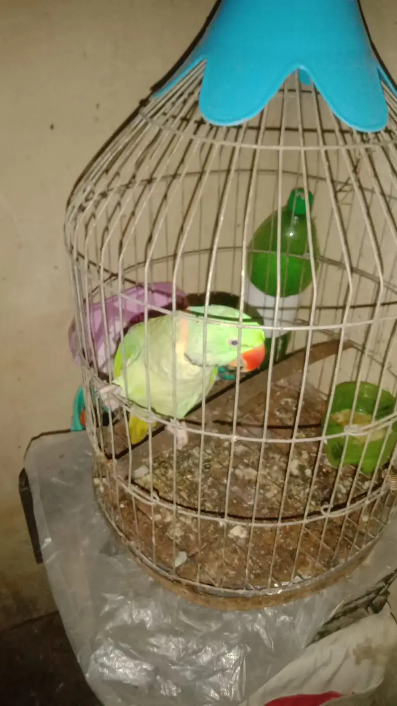 pahaari tootaa — photo 2