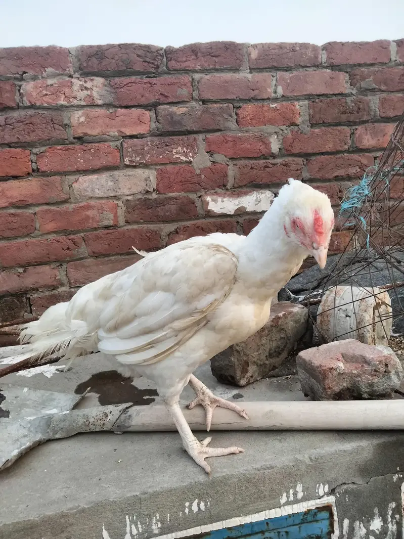 Heera — photo 2