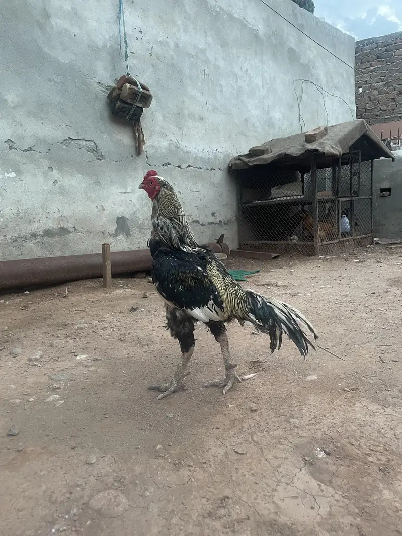 aseel murga — photo 2