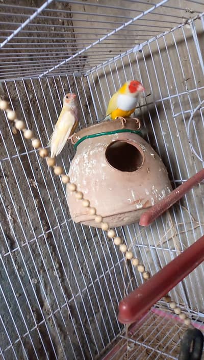 Goldian Finch