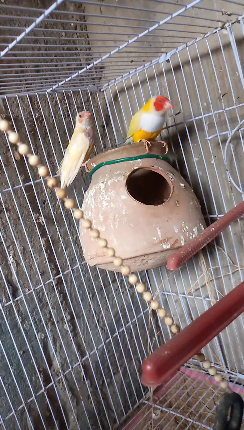 Goldian Finch