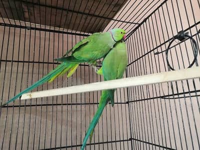 Green ringneck breeder pair semi tamed katha
