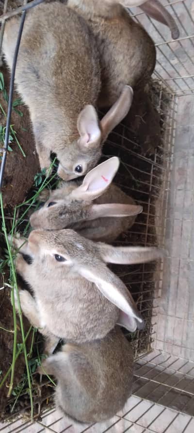 Single colour Brown, Red Eye White, Angora-like Red Eye White Rabbits