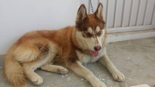 Husky Dog