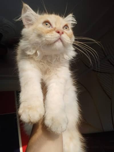 Pure Persian tripple coated kittens