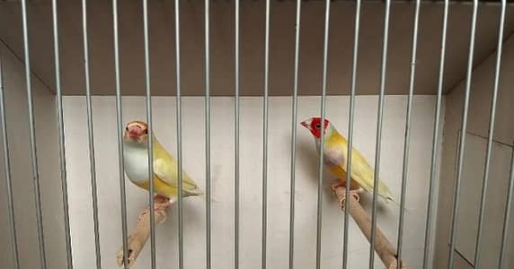 Lady Goldien Finch