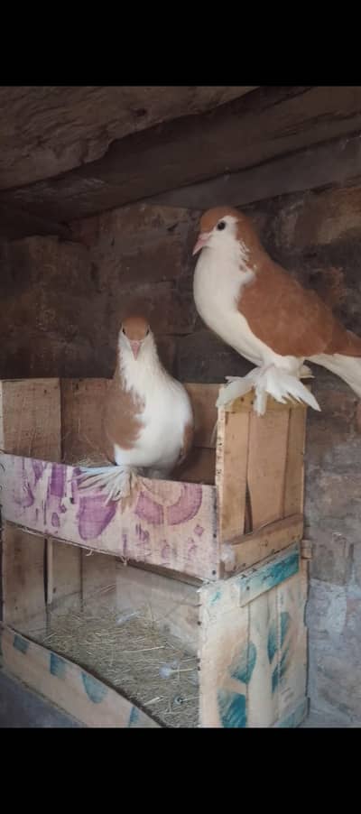Red sherazi breeder pair