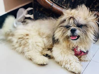 pedigree shihtzu male for ( S. T. U. D ) service ( NFS)