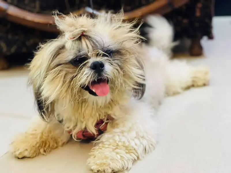 pedigree shihtzu male for ( S. T. U. D ) service ( NFS) — photo 3
