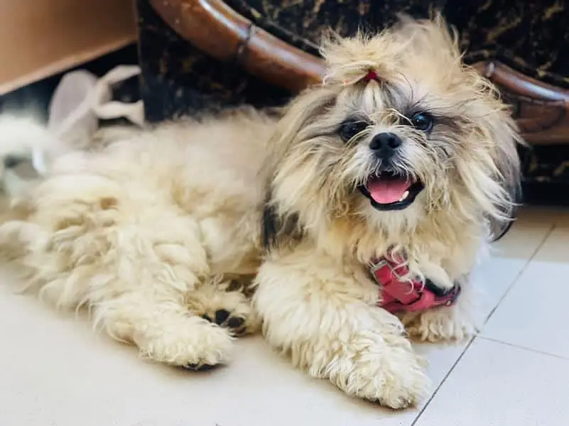 pedigree shihtzu male for ( S. T. U. D ) service ( NFS) — photo 4
