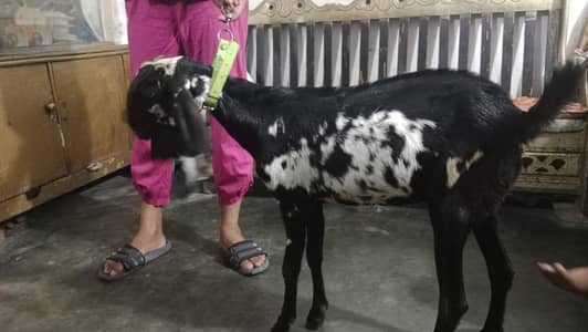 bakri phath for sale