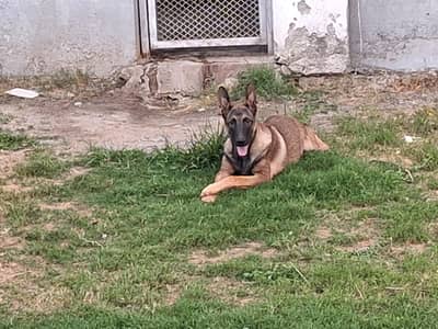 Belgian malinois