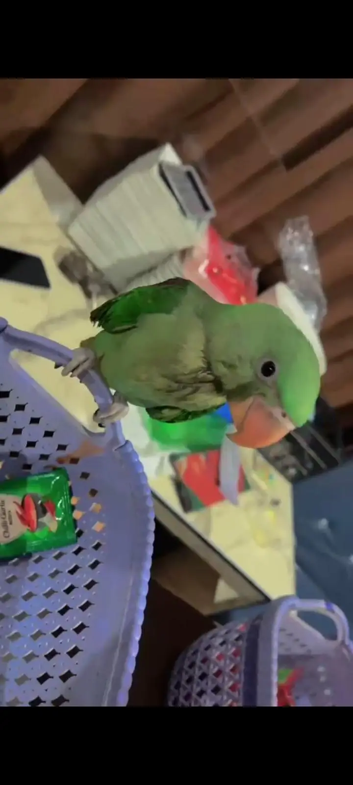 Raw parrot