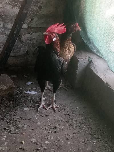 Aseel Hen for sale
