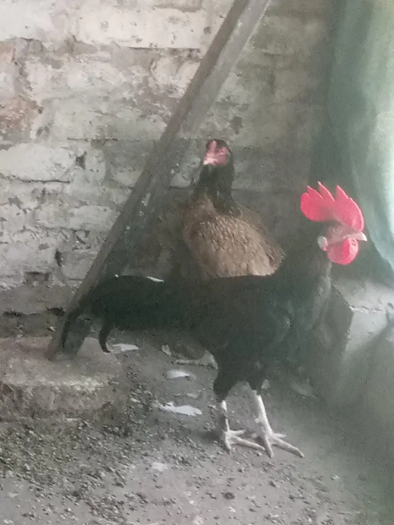 Aseel Hen for sale — photo 2