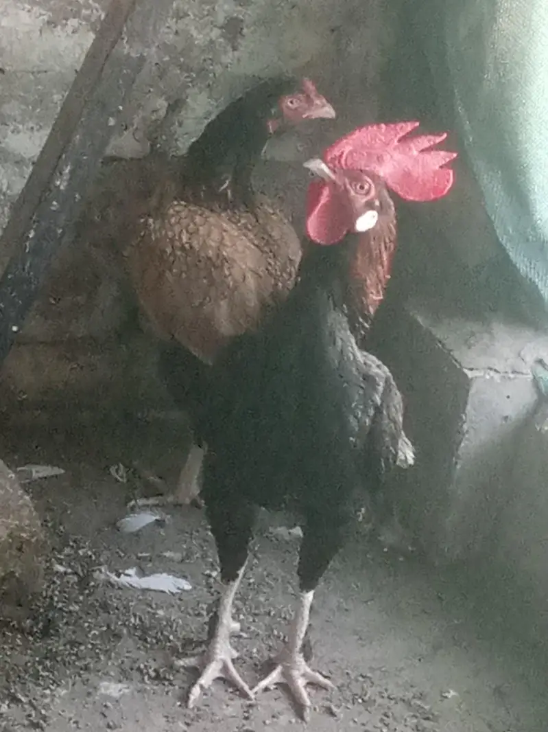 Aseel Hen for sale — photo 3
