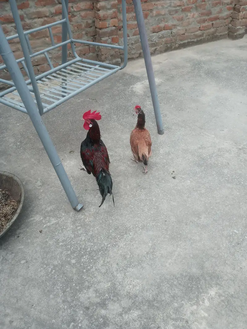 Aseel Hen for sale — photo 4