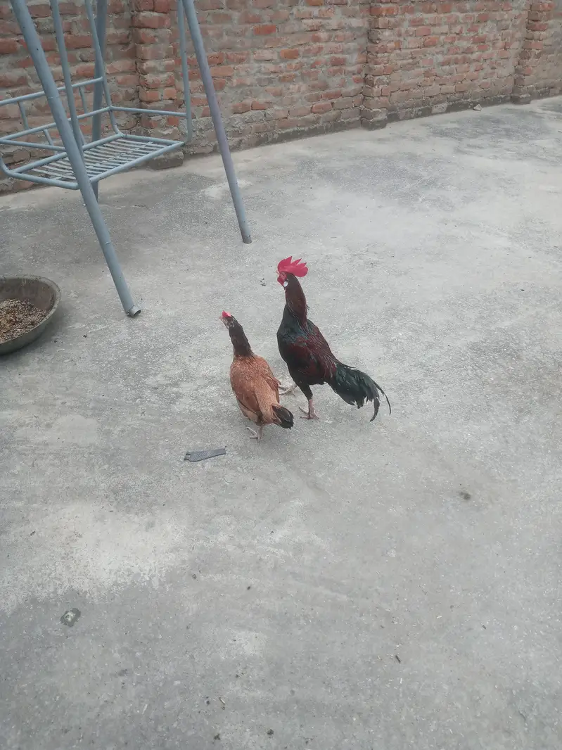 Aseel Hen for sale — photo 5