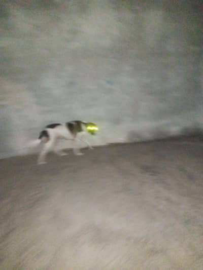 dog on sale