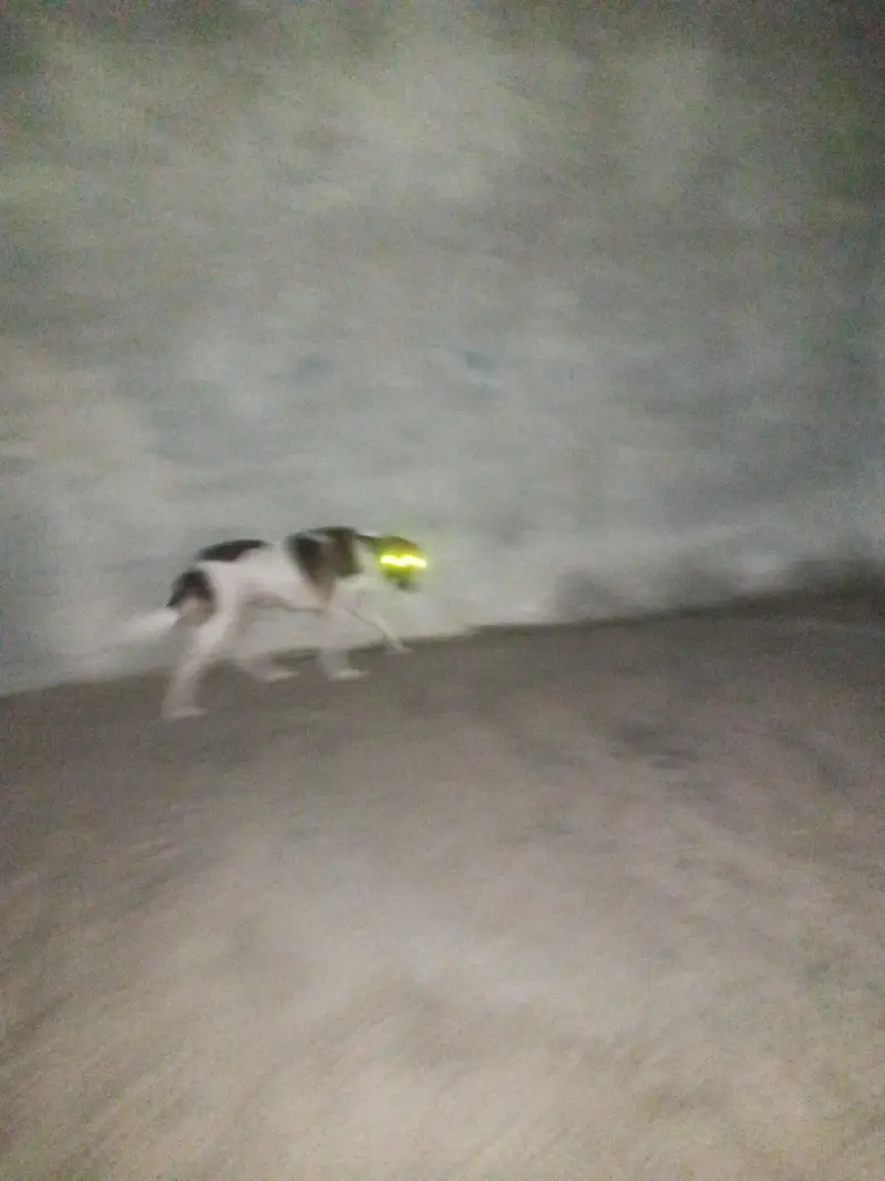 dog on sale