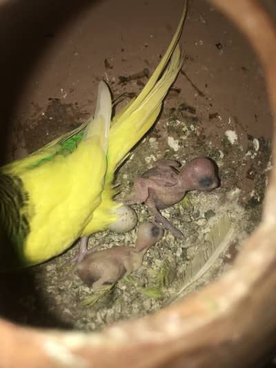 Australian parrot with chicks and egg (cage available)