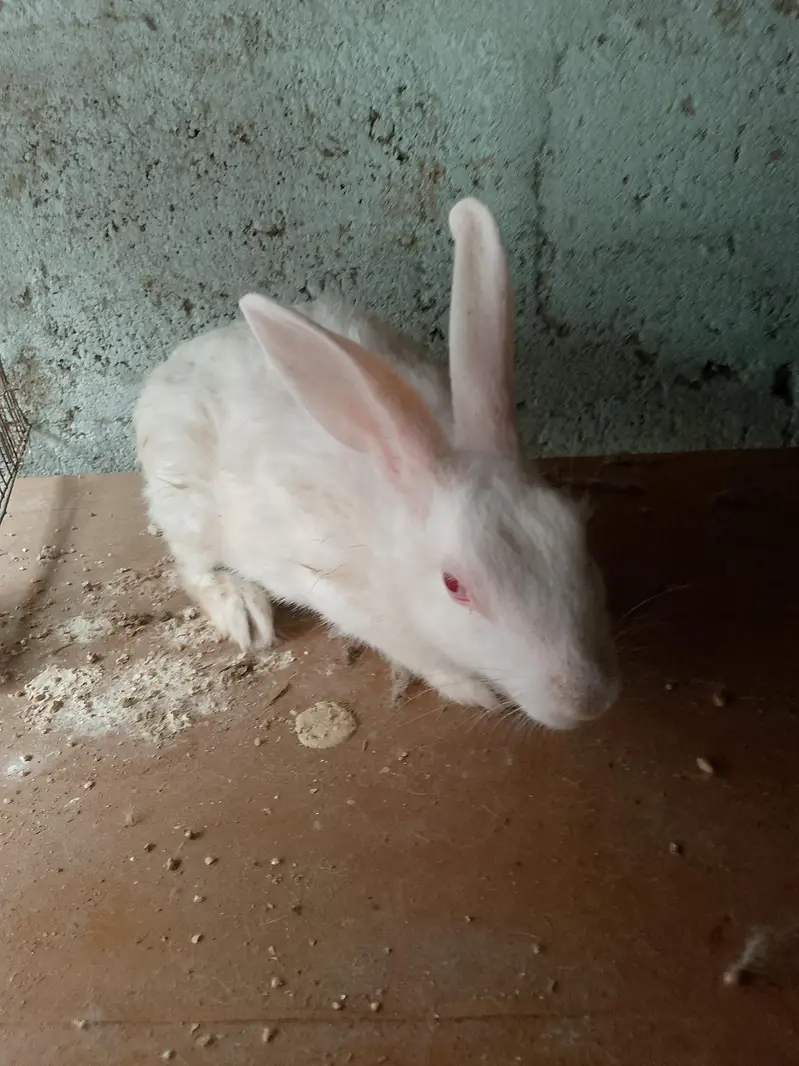 rabbit for sell.