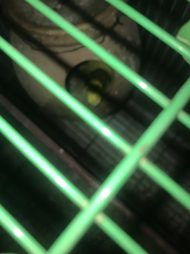 Australian parrot with chicks and egg (cage available) — photo 2