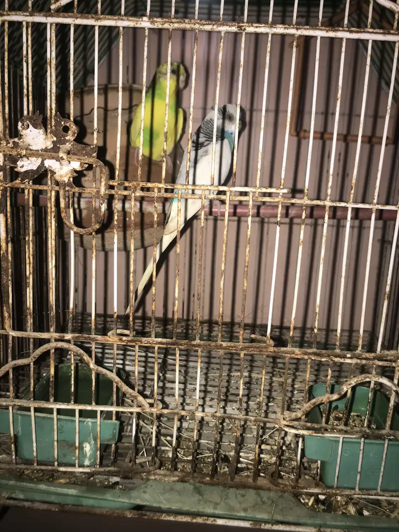 Australian parrot with chicks and egg (cage available) — photo 3