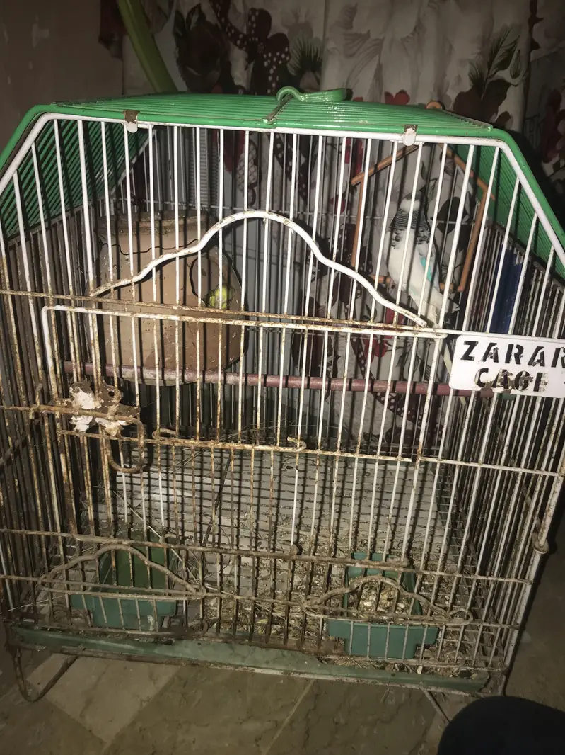 Australian parrot with chicks and egg (cage available) — photo 4