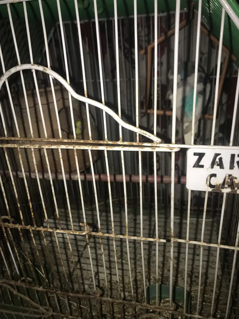 Australian parrot with chicks and egg (cage available) — photo 5