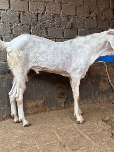 Rajanpuri breeder
