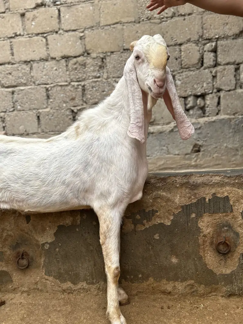 Rajanpuri breeder — photo 2