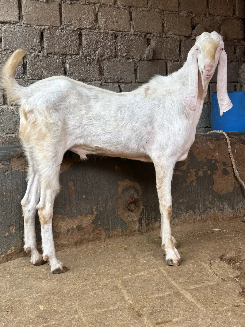 Rajanpuri breeder — photo 5