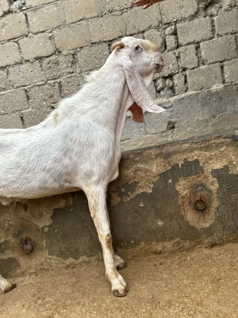 Rajanpuri breeder — photo 6