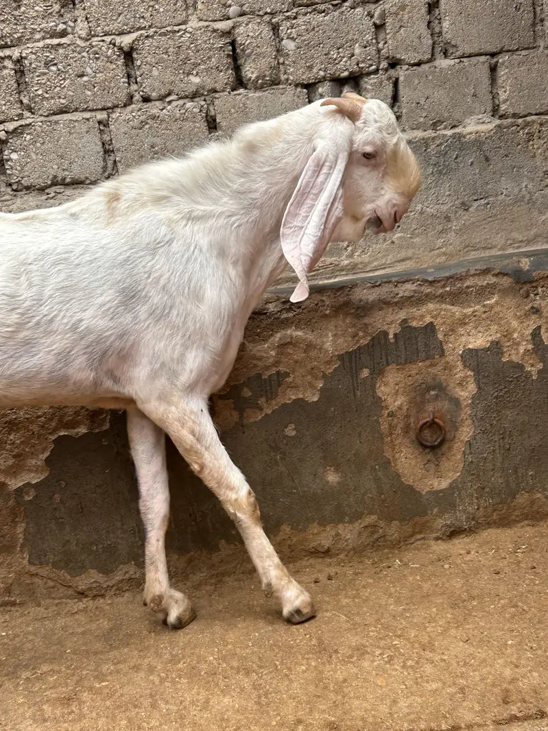 Rajanpuri breeder — photo 7