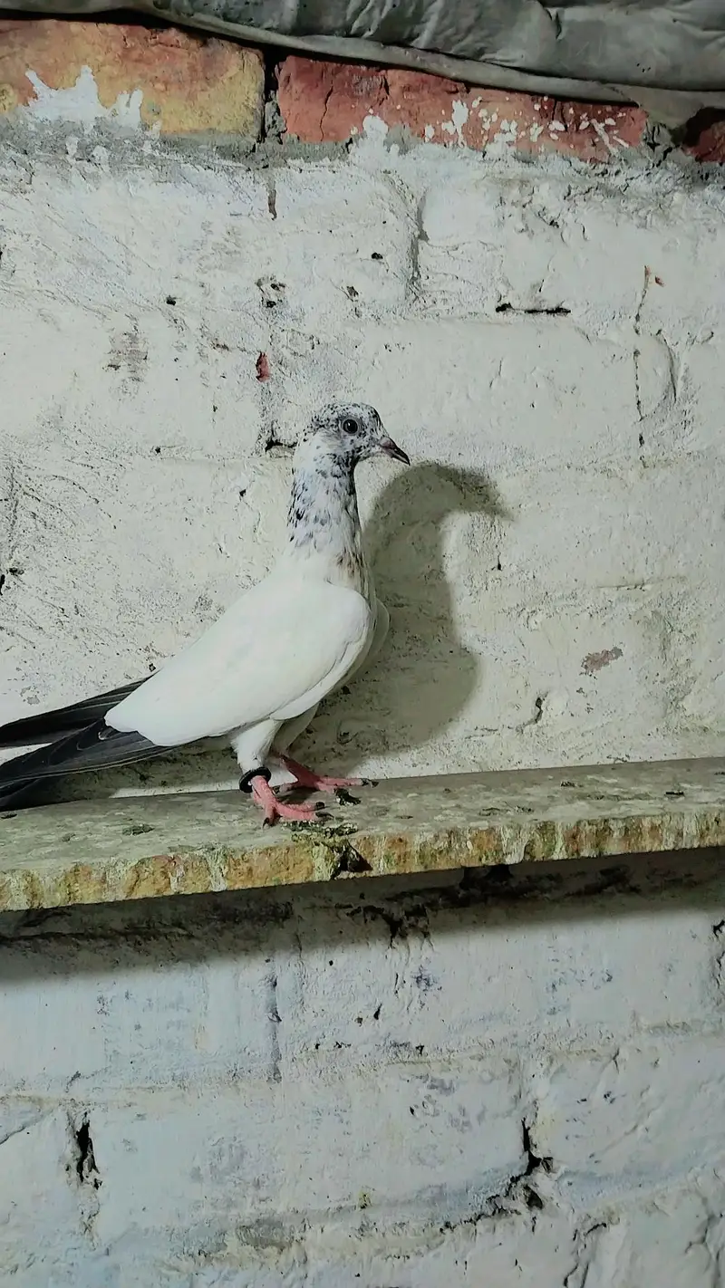 mix pigeon pairs and baby's all for sale — photo 5