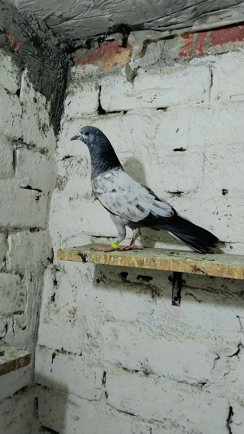 mix pigeon pairs and baby's all for sale — photo 8