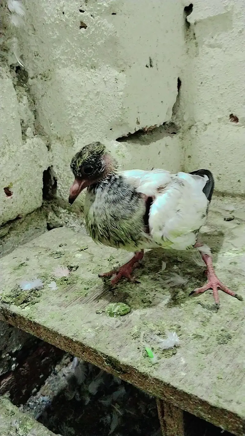 mix pigeon pairs and baby's all for sale — photo 10